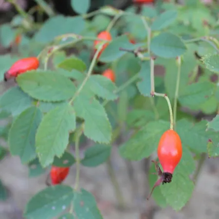 Il Cardellino Residenze Rurali App1 Lägenhet San Valentino di Villa