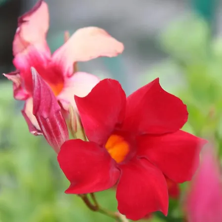 Il Cardellino Residenze Rurali App1 *