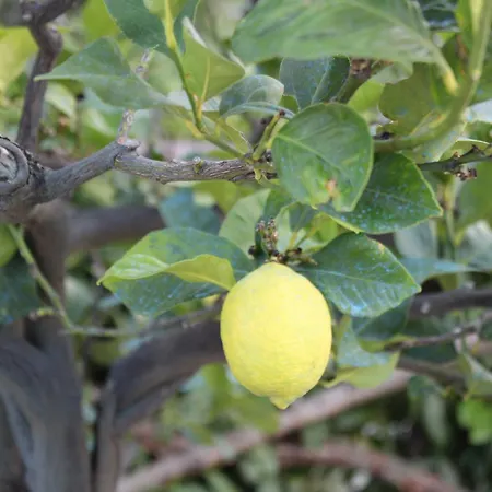 Il Cardellino Residenze Rurali App1 Appartement