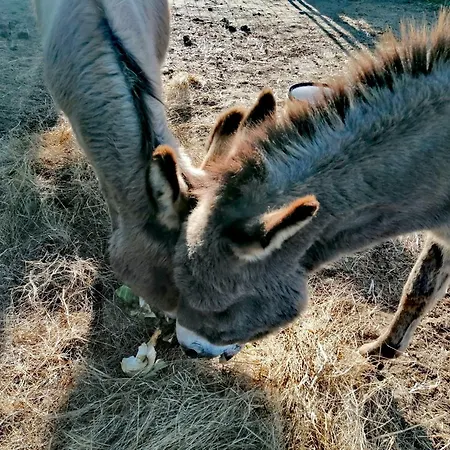 Il Cardellino Residenze Rurali App1 San Valentino di Villa