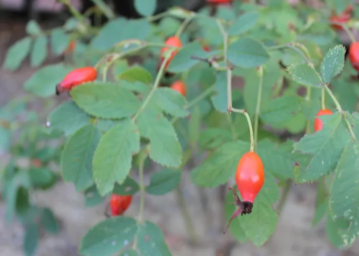 Il Cardellino Residenze Rurali App1 Apartamento San Valentino di Villa