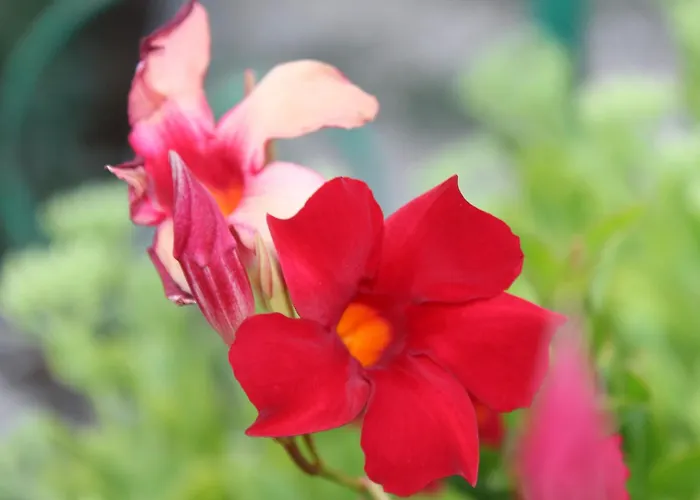 Il Cardellino Residenze Rurali App1 *