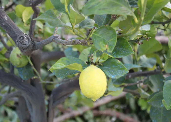 Il Cardellino Residenze Rurali App1 Apartamento