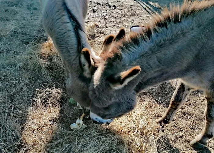 Il Cardellino Residenze Rurali App1 San Valentino di Villa